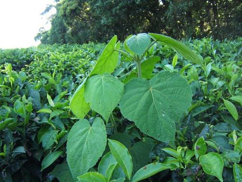 Active tea plantation (Clerodendrum sp colonized).
