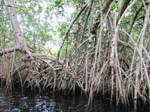 Partial view of mangrove vegetation at lake Piso.