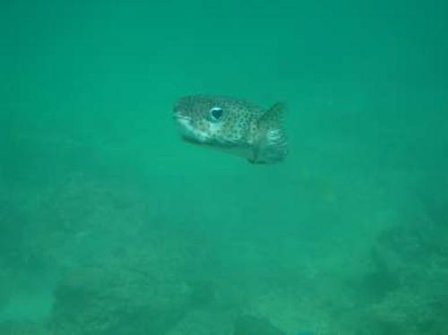 Freckled porcupinefish (Diodon holocanthus) looking at the diver.