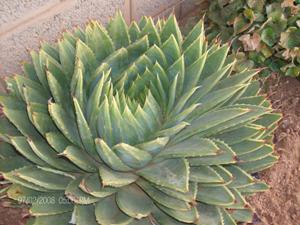 Endangered and threatened Spiral aloes.