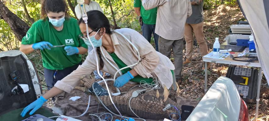 Female giant armadillo sedated for reproductive and health assessment by  veterinarians Carolina Lobo and Mayara Caiaffa. ©Audrey Brisseau / ICAS.