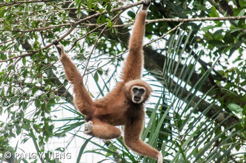 Like agile gibbon (Hylobates agilis), which is the target species of this project, lar gibbon (Hylobates lar) uses its long arms to brachiate from branches to branches. ©Pang