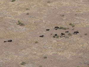 Bison and calves aerial view.