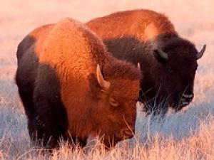 Two of the twenty three transloctaed bison. © Rurik List.