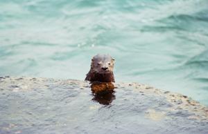The marine otter Lontra felina.