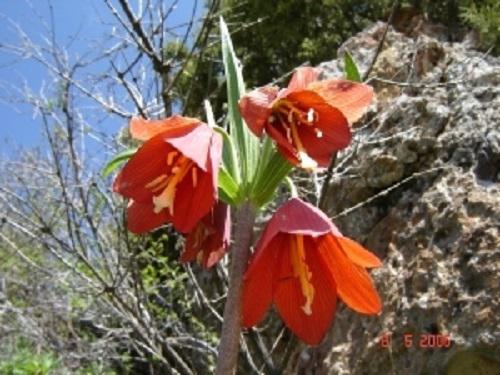 Petilium eduardii (endangered sort of Red Book of Tajikistan).