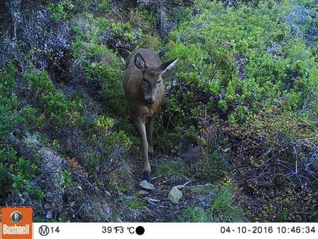 Huemul at study point camera trap in the Los Alerces National Park.