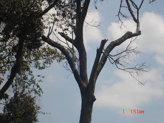 Dry Prunus africana.