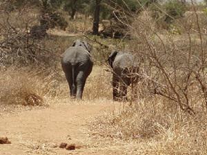 Elephants in Vwaza.