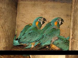 Blue-Throated Macaw.