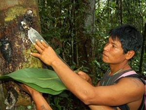 Amazon native harvesting copal resin.