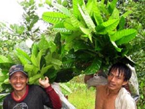 Copal leaf collecting group.