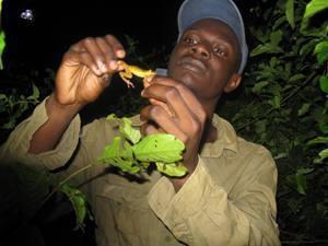 Team leader examining Ghana's most endangered frog (C.derooi).