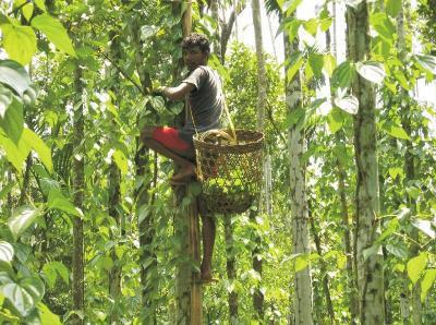 The Khasia betel-leaf based agroforestry practice.