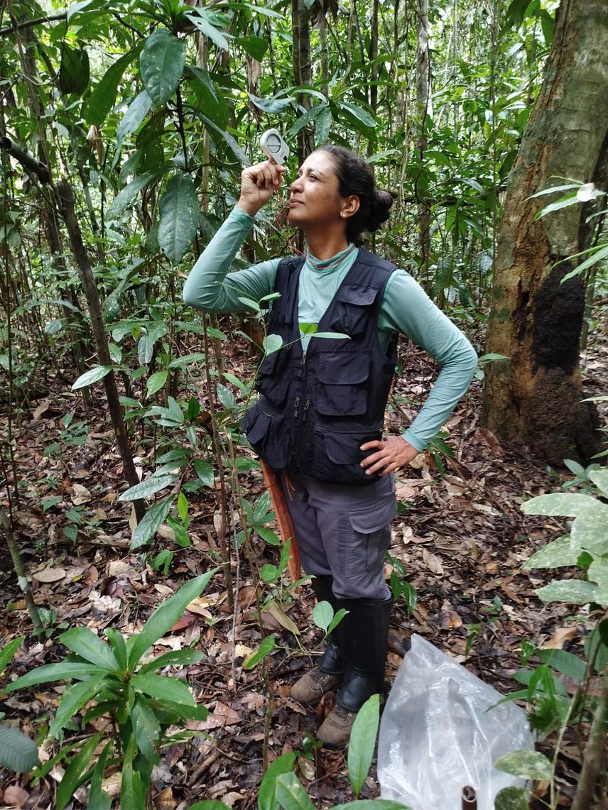 Using the clinometer to measure the angle and calculate the height of the trees. ©Willy Silva Santos.