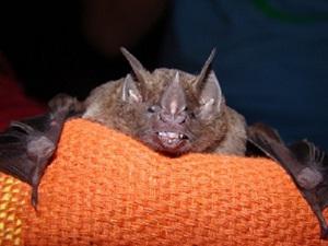 Artibeus obscurus (Dark fruit-eating bat).