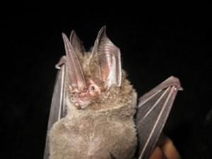 Lonchorhina aurita (Tomes's Sword-nosed Bat).