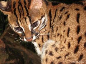 Visayan leopard cat, Prionailurus bengalensis rabori.