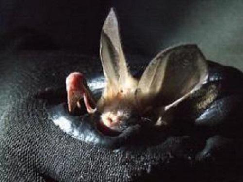 An Egyptian slit-faced bat caught at Etosha National Park, Namibia.