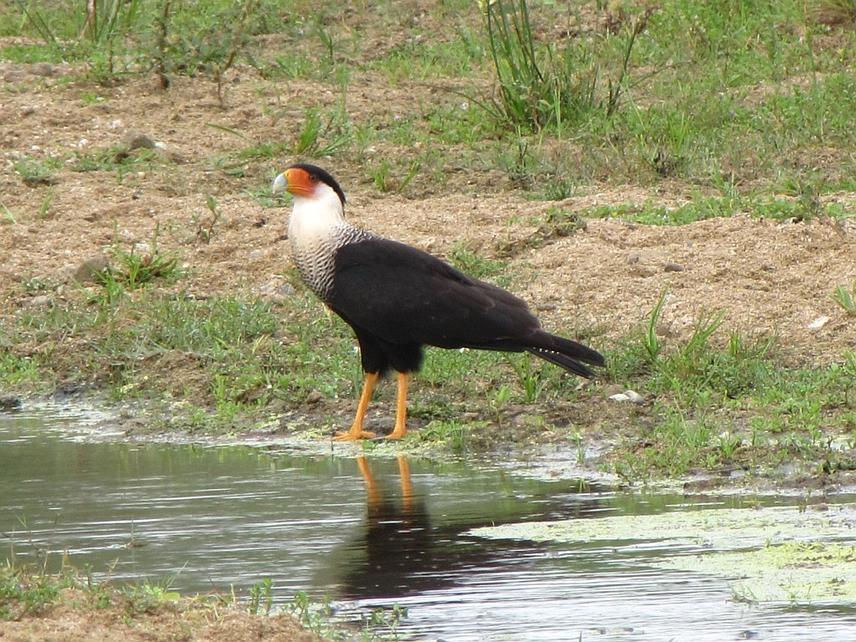 A Crested Caracara (Caracara cheriway) in typical habitat for the species. © Renzo P. Piana
