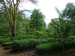 African forest tree nursery.