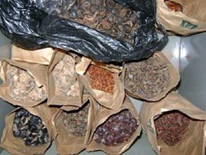 Samples of indigenous tree seeds.