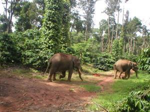 Elephants in one of the coffee estates.