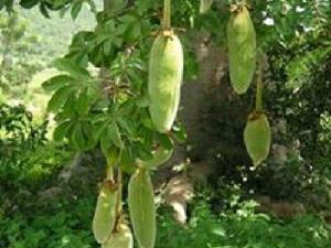 Capsules of baobab on the tree.