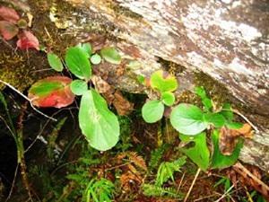 Naturally growing medicinal plant-Berginia ciliata.