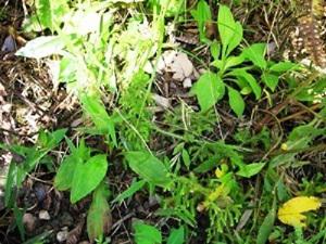 Naturally growing medicinal plant -Swertia chirata.