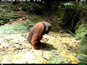 Male Orangutan caught on camera trap in Wehea Forest.