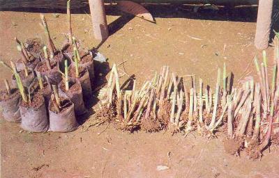 Rhizome cuttings in polythene bags, and rhizome - cuttings ready for plantation.
