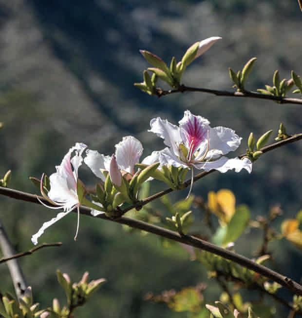 Mountain ebony, Bauhinia variegata L.