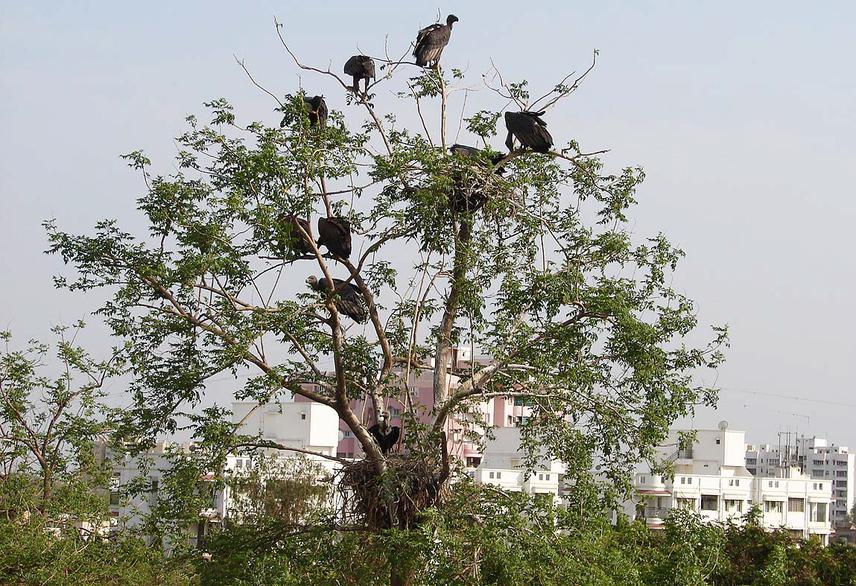 Nesting of White-rumped Vulture in the heart of Ahmedabad City.