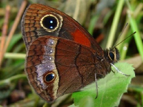 Calisto smintheus, the only butterfly species restricted to Sierra Maestra