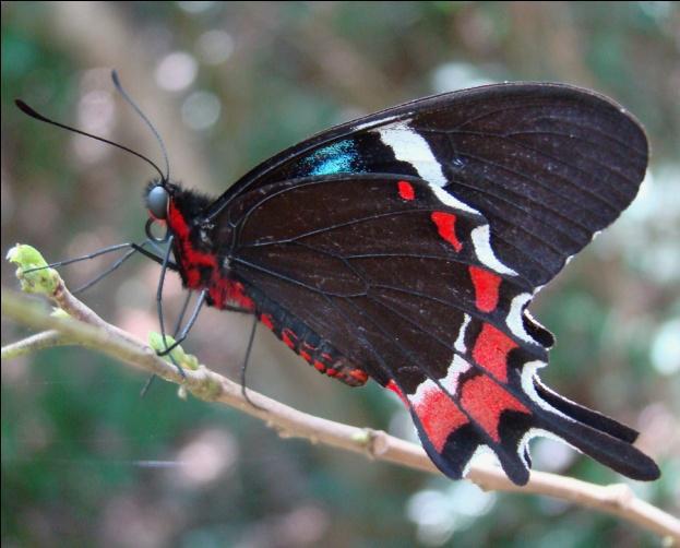 Endemic butterfly Parides gundlachianus.