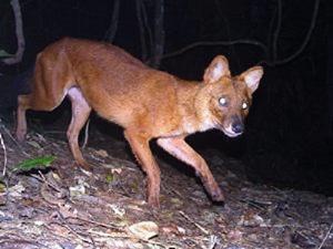 Recent camera trap photo of a dhole in Nam Et-Phou Louey, northern Laos