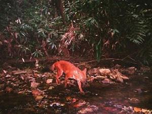 The dhole in Nam Et-Phou Louey - camera trap photo from WCS Lao PDR  NEPL NPA