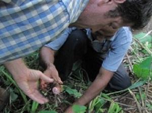 Matt Bare and Omar Tello harvesting taro root from the garden.