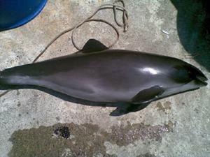 Bycatch - Black Sea Harbour porpoise.