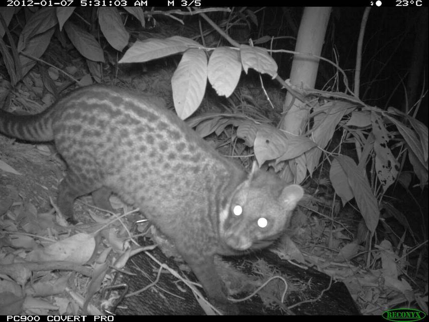 A camera-trap image of Viverra tangalunga at MacRitchie Reservoir forest, Central Catchment Nature Reserve. Note the diagnostic narrow black bands on the tail.