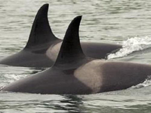 Two orcas from Businka pod.