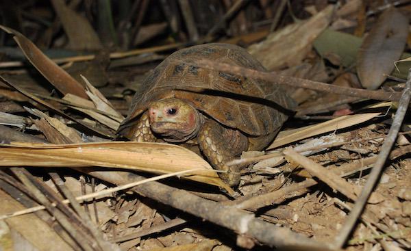 A Travancore tortoise in leaf litter. © A. Kanagavel.