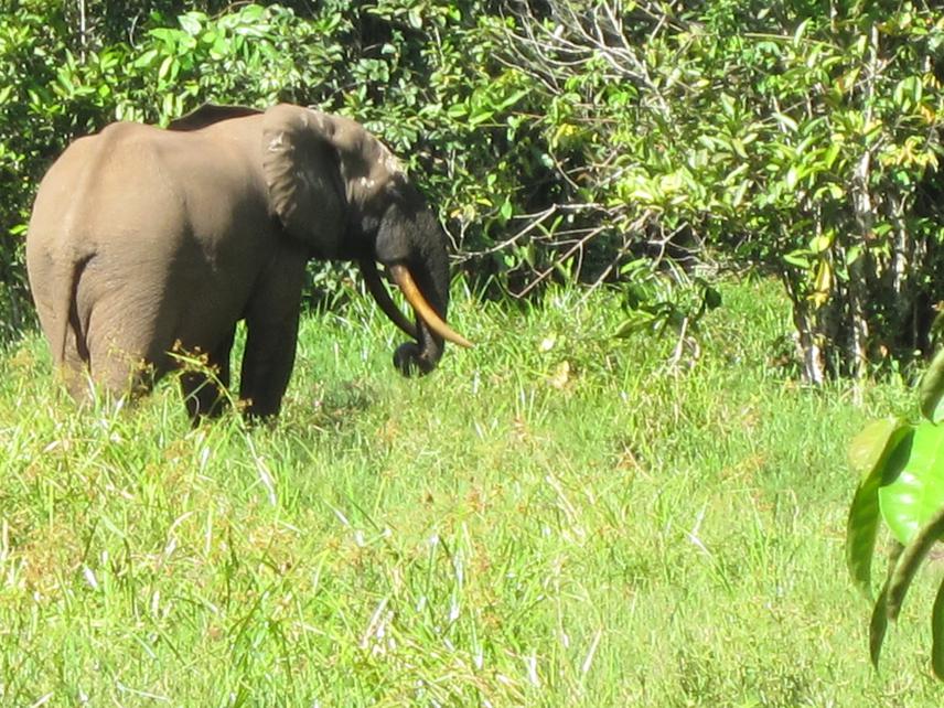 Elephant outside the park roaming in a fallow.