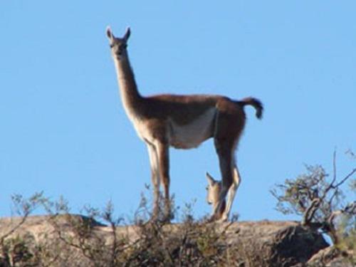 Adult guanaco (Lama guanicoe). Photo by Andrés Rey.