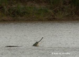 A Gharial crocodile along Mohana River in Kailali; Gharial movememts have greatly increased in Mohana recently.