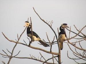 Pair of Malabar Pied Hornbills. © Shreekant Deodhar & Yashada Kulkarni