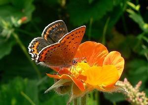 Lycaena helle, another new species for Serbia.