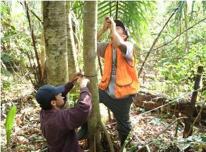 One community member measuring the diameter of a Cecropia sp. tree while another measures the height.  Note the plot marker post and transect tape to mark the edge of the quadrat.