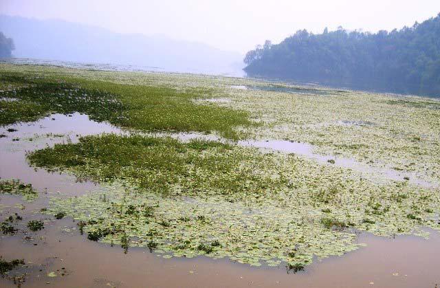 Lakes after removal of Water hyacinth.